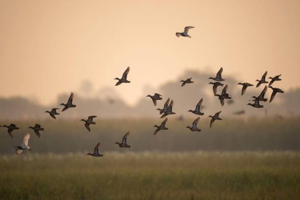 istock Flock of Ducks Flying in Golden Sunset 2178678481
