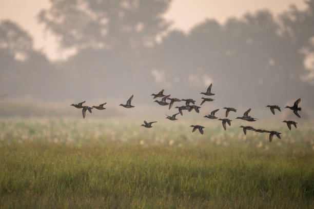 istock Flock of Ducks Flying in Golden Sunset 2178679039