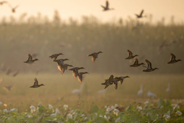 istock Flock of Ducks Flying in Golden Sunset 2178679113