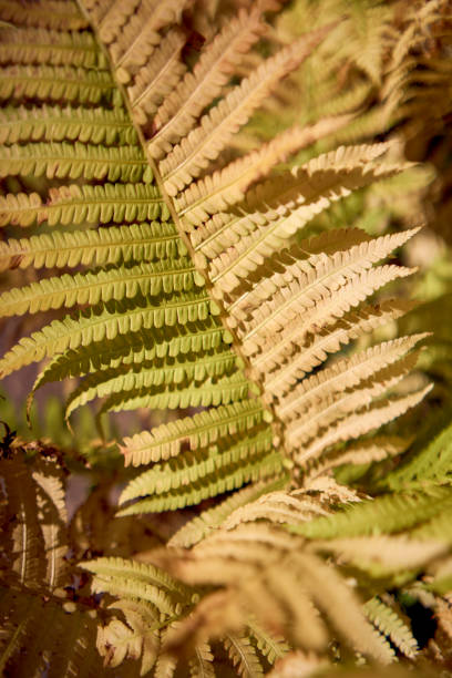 a yellow golden fern in autumn, texture, background