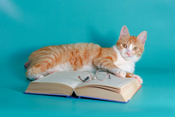 istock stunned red-and-white cat lying on an open book with round reading glasses 2178684377