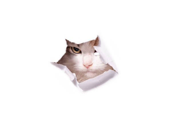 istock mongrel cat climbs through a hole in a white paper 2178684544