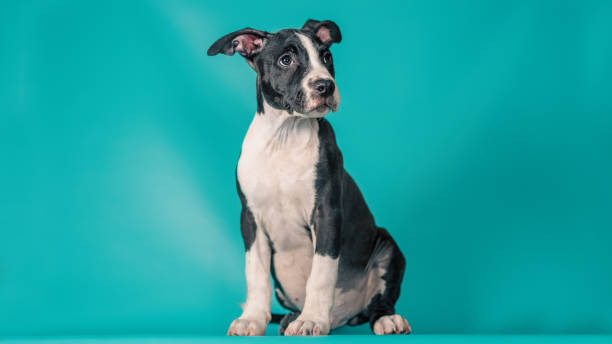 istock Staffordshire Terrier puppy sitting on a turquoise studio background 2178684569