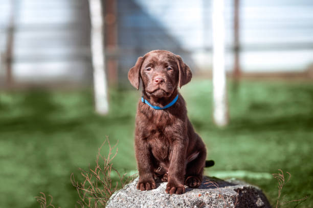 istock chocolate-colored Labrador puppy sitting on a stone against a green lawn 2178684948