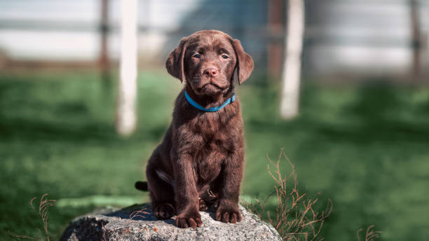 istock chocolate-colored Labrador puppy sitting on a stone against a green lawn 2178684951