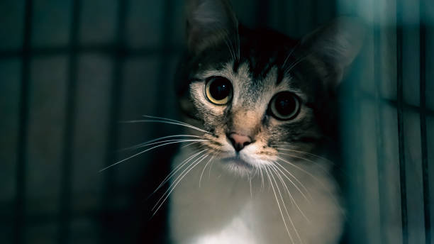 istock unfortunate cat in the dark cage looks sad 2178685907