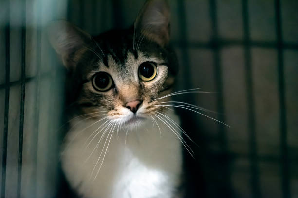 istock unfortunate cat in the dark cage looks sad 2178685912