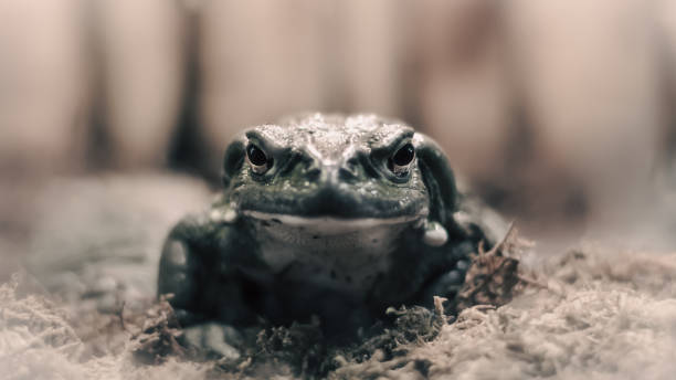 istock frog with a hypnotic gaze looks at the camera 2178686713