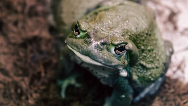 istock frog with a hypnotic gaze looks at the camera 2178686765