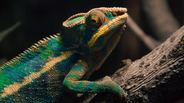 istock colorful chameleon on a branch in the dark at night 2178686791