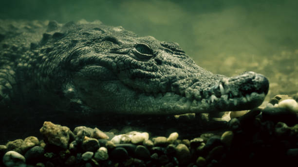 istock crocodile alligator under water close up 2178686959