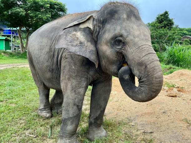 istock Thailand - Elephant Rescue Center- a sanctuary whose mission is to save elephants in distress, care for them and give them back the joy of living. 2178687791