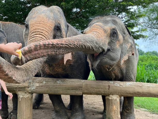 istock Thailand - Elephant Rescue Center- a sanctuary whose mission is to save elephants in distress, care for them and give them back the joy of living. 2178688073