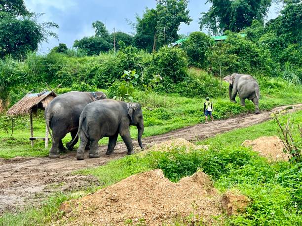 istock Thailand - Elephant Rescue Center- a sanctuary whose mission is to save elephants in distress, care for them and give them back the joy of living. 2178688102