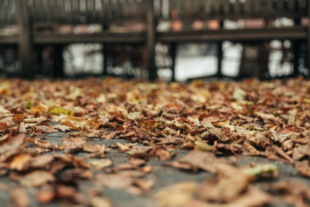 Colorful autumn plants on nature background