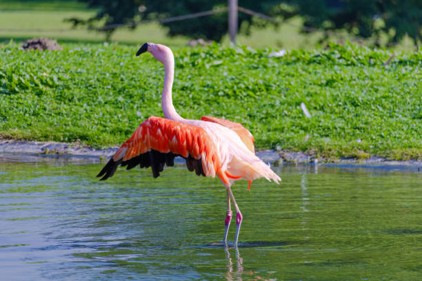 istock A flamingo is standing in the water 2178690950