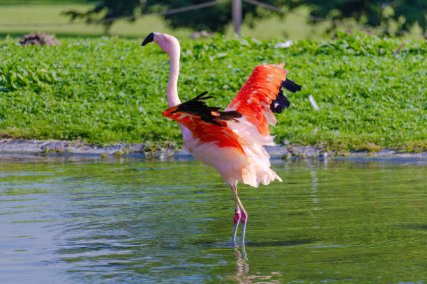 istock A flamingo is standing in the water with its wings spread out 2178691003