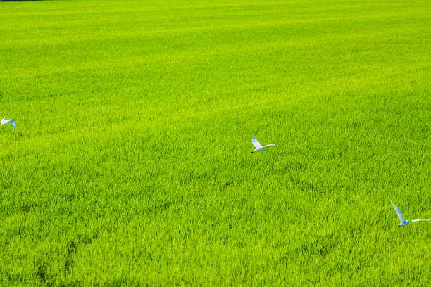 istock Three white birds soar over a vast, vibrant green field, their bright wings standing out against the lush vegetation, creating a peaceful and dynamic scene 2178691610