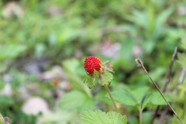 istock Fruit of Indian cinquefoil (lat. Potentilla indica, Duchesnea indica). 2178694007