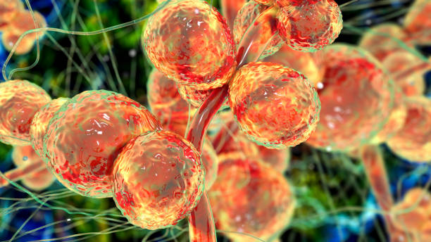 istock Candida ciferrii fungi, illustration 2178694042