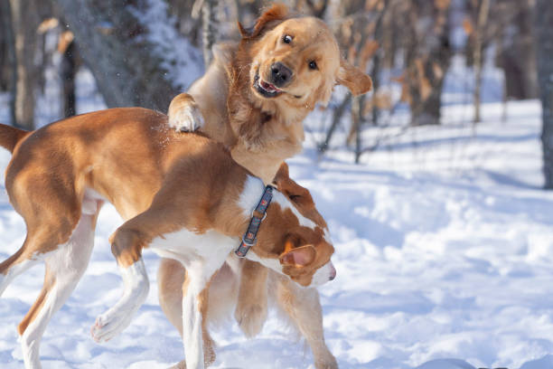 istock Golden retriever makes a funny face while playing with a hound in a snowy field. 2178694208
