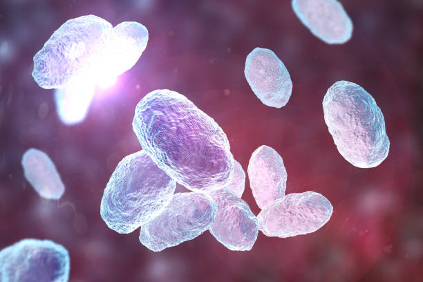istock Haemophilus influenzae bacteria, illustration 2178694420