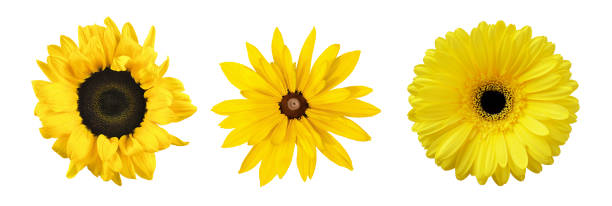 istock Set of different yellow flowers (sunflower; gerbera; rudbeckia) isolated on white 2178694503