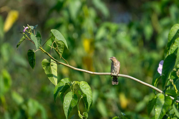 Wryneck Bird on Perch in morning A small brown-headed bird with a long, pointed beak perches on a thin branch against a backdrop of green foliage. The bird's feathers are a mix of brown and grey, and it has a distinctive black stripe running through its eye. eurasian-wryneck stock pictures, royalty-free photos & images
