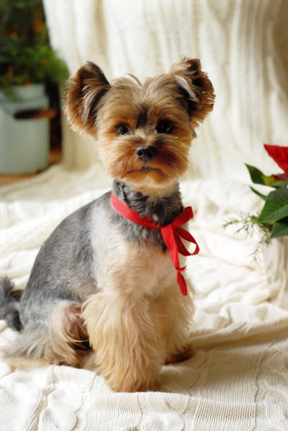 istock Yorkshire Terrier with red bow sitting on a blanket 2178696847