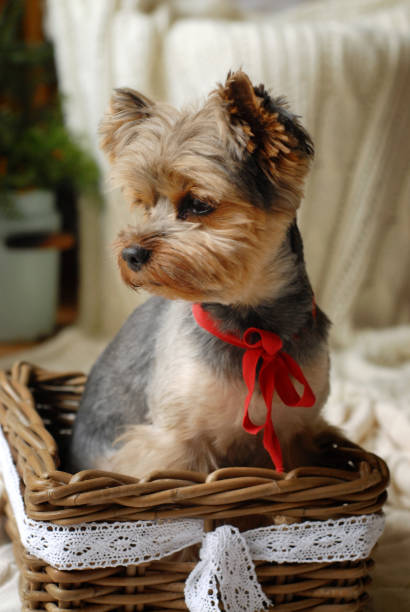 istock Yorkshire Terrier in basket with red bow 2178696848