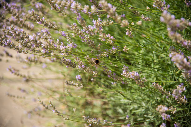 purple lavender flowers in the garden