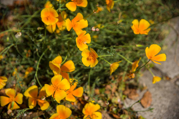 Close-Up of Vibrant Orange Poppies in Bloom