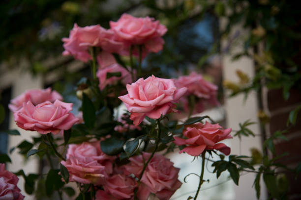 istock romantic pink roses in a garden 2178697310