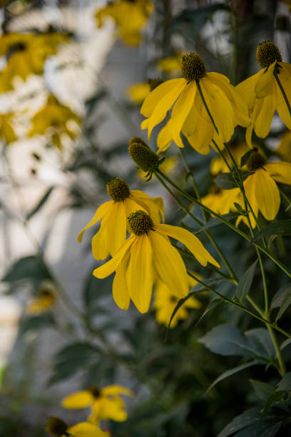 istock rudbeckia yellow flowers 2178697456