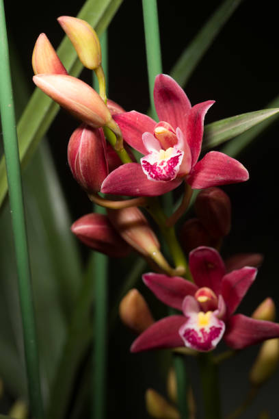 Cymbidiums are popular for their tall spikes, multiple blooms, and long-lasting flowers. They are widely grown in Asia and around the world as ornamental orchids.