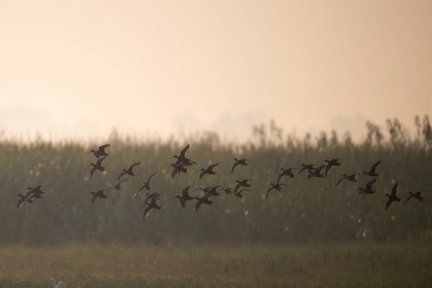 istock Flock of Ducks Flying in Golden Hour 2178698270