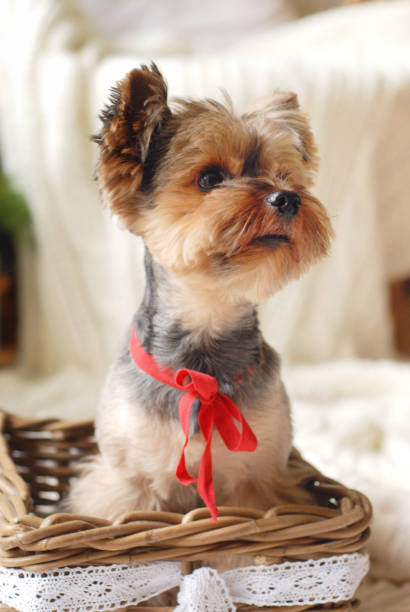 Yorkshire Terrier in basket with red bow