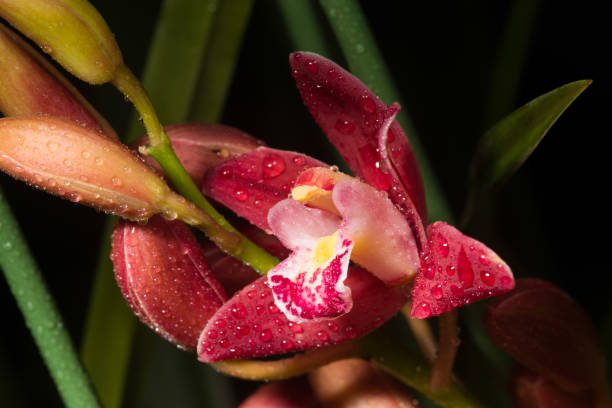 beautiful Cluster of orchids in a vase