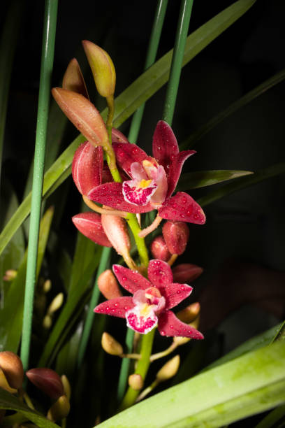 beautiful Cluster of orchids in a vase