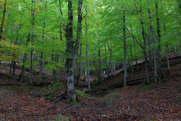 istock Forest with trees and vegetation and a road that runs through it 2178698777