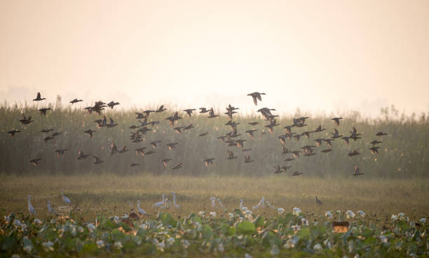 istock Flock of Ducks Flying in Golden Hour 2178699232