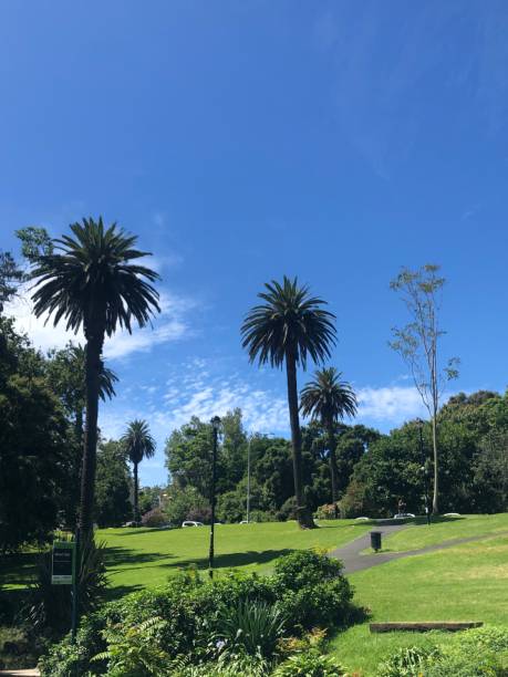 istock Palm trees tropical with sky and natural beauty 2178701205