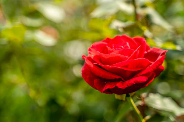 beautiful delicate red fatal rose gently blossomed with bright petals, green leaves grows in nature