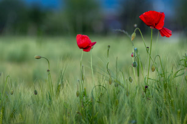 istock Red poppies in the field, greenery. 2178706514