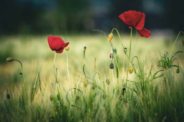 istock Red poppies in the field, greenery. 2178706547