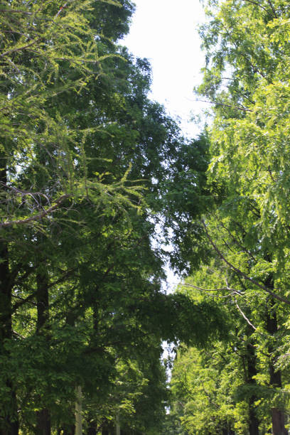 istock Metasequoia glyptostroboides 2178706899