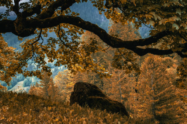 istock Golden autumn, natural background photo. 2178707498