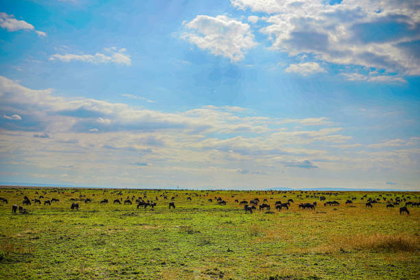 istock Wildebeest Wildlife Animal 2178708895