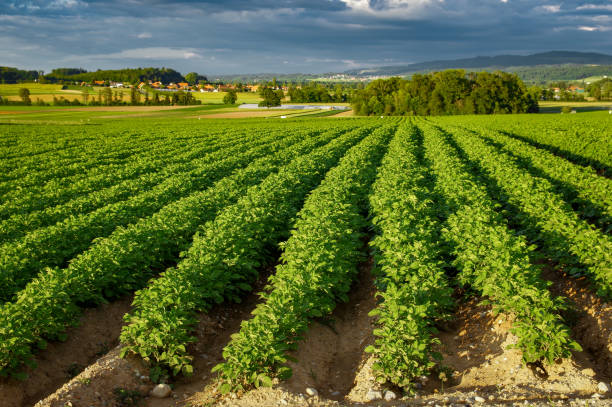 istock Rural landscape in Switzerland, cultivated fields. 2178710234