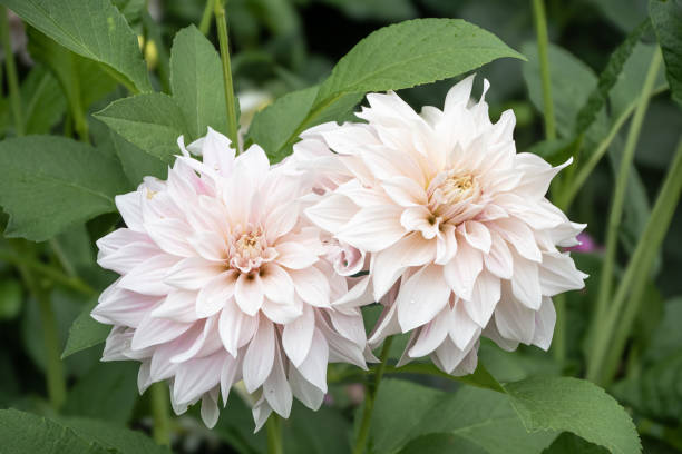 istock Pale  oink dahlia  large  full  bloom 2178712317